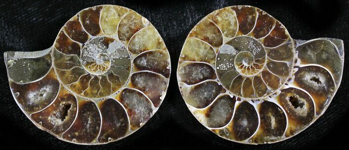 Small Desmoceras Ammonite Pair - #27877
